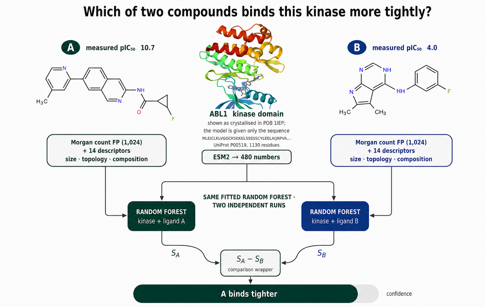 Kinase Foundation Model: ranking two compounds against a kinase from its sequence alone