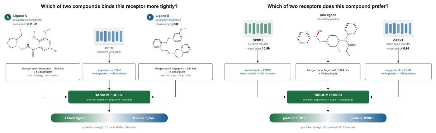 GPCR Foundation Model: the potency model ranking two compounds against one G protein-coupled receptor, and the selectivity model comparing two targets for one compound